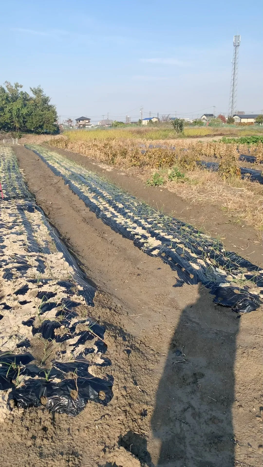 玉ねぎも順調ですね〜😍🤙