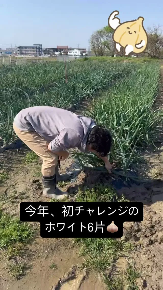 こちらは初チャレンジのにんにく🧄