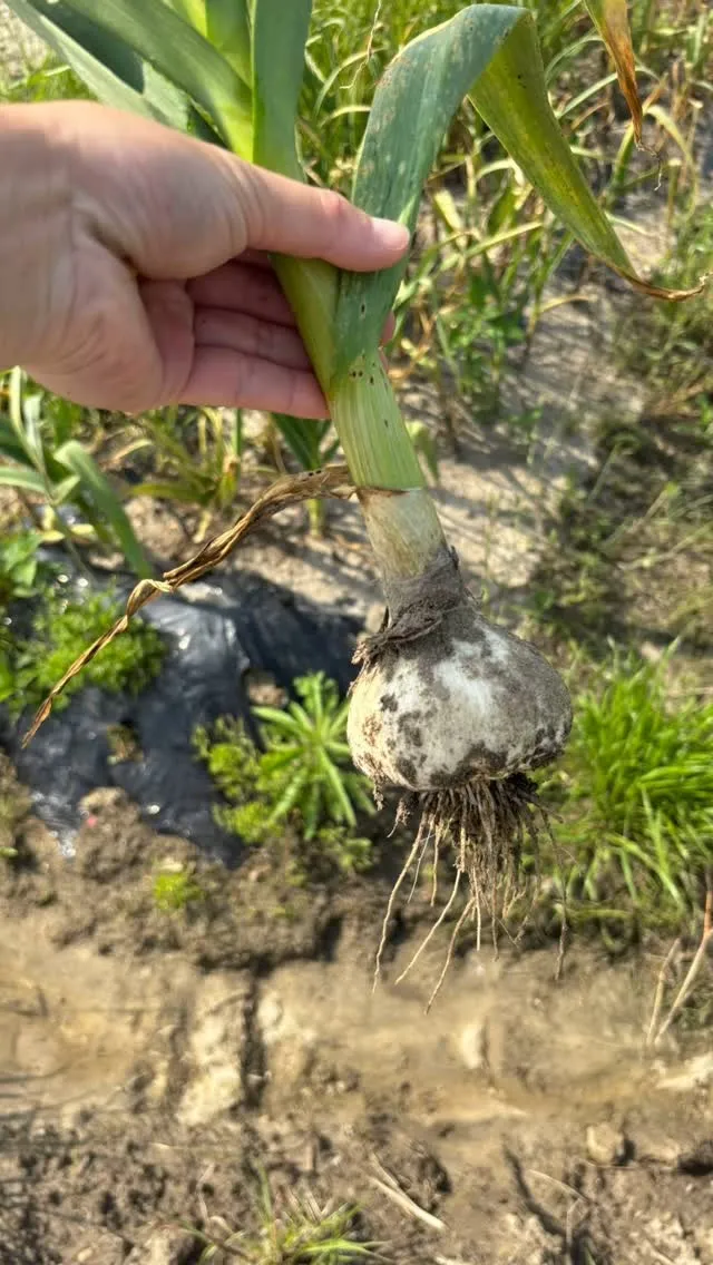 キッズ農園のにんにくがすごい事に😍😍😍