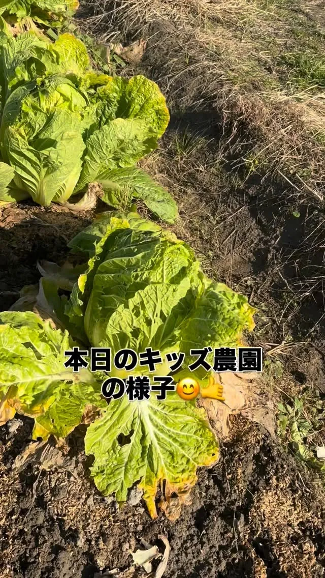 もういつ収穫しても良いぐらい