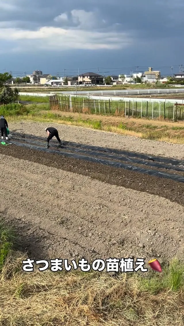 昨日、職員でさつまいもの苗植えをしました。